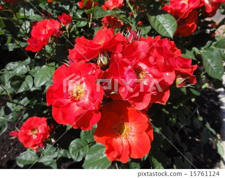 Amsterdam Roses 15761124