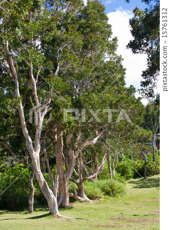 The road in the wood. Mauritius 15761312