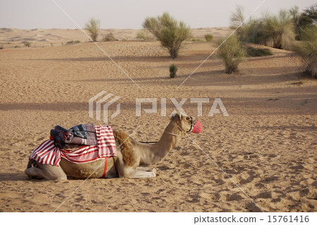 沙漠駱駝 15761416