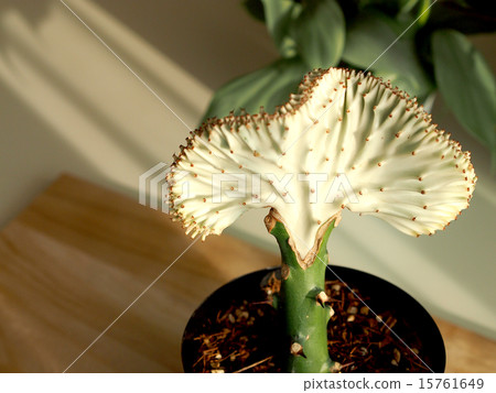 Euphorbia · Maharaja 15761649