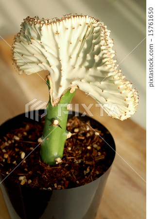 Euphorbia · Maharaja 15761650