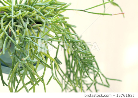 Ripusarisu Ripusarisu 15761655