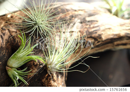 空氣植物 空氣植物 15761656