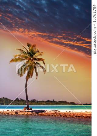 Lonely palm tree in the sea at sunset Lonely palm tree in the sea at sunset 15761794