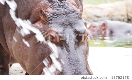 Cool hippopotamus Cool hippopotamus Cool hippopotamus Cool hippopotamus 15762178
