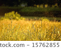 金色的田野 15762855