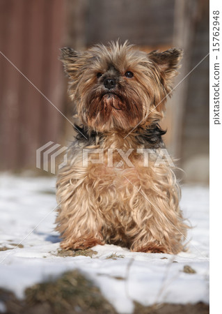 Beautiful Yorkshire Terrier in winter 15762948