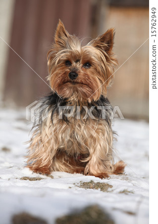 Beautiful Yorkshire Terrier in winter 15762949