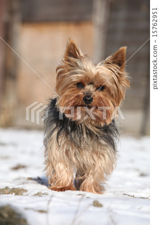 Beautiful Yorkshire Terrier in winter 15762951