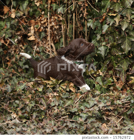 Puppy of Small Munsterlander 15762972
