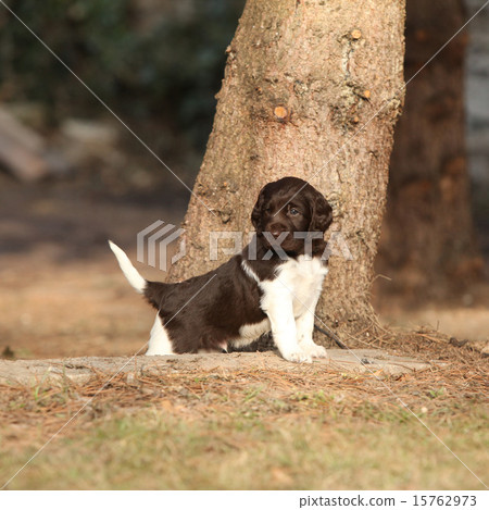 Puppy of Small Munsterlander 15762973