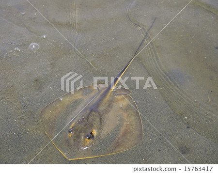 Stingray 15763417