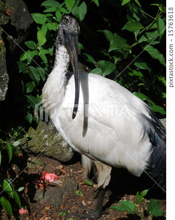 African Krotoki 15763618
