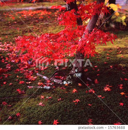 Fall of Kyoto Yamashina Fall of Kyoto Yamashina 15763688