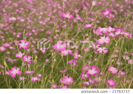 Muginadeshiko 15763737