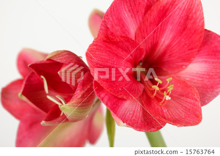 Royal red amaryllis Royal red amaryllis 15763764