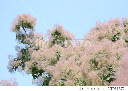 煙樹水平位置 15763872