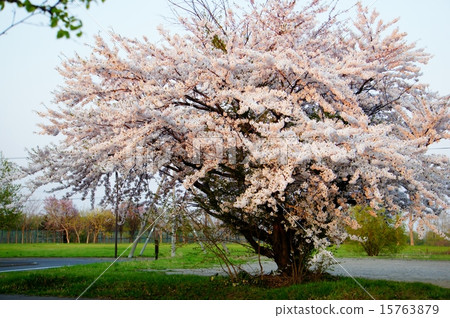 一棵櫻桃樹 15763879