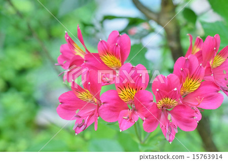Red Alstroemeria 15763914