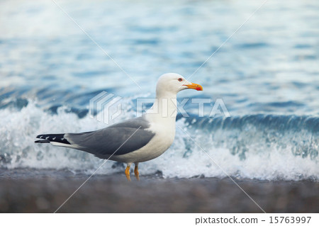 seagull on the shore seagull on the shore 15763997