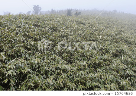 竹林和霧/靜岡縣Sus野市 15764686