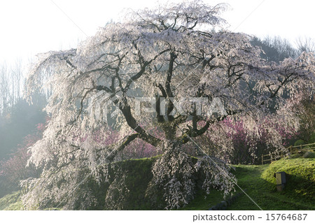 清晨櫻花/奈良縣宇田市 15764687