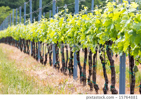 Rows of grapes 15764881
