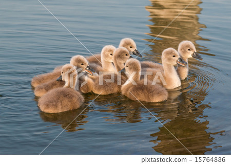 Swans 15764886
