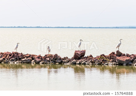 Great White Egret 15764888