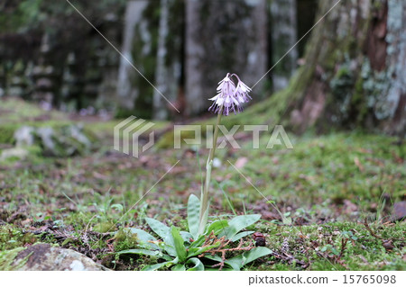 開花在Kozanayama接近的道路的花 開花在Kozanayama接近的道路的花 15765098