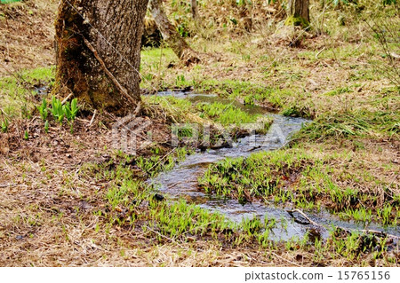 River flowing through a wetland 15765156