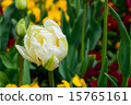 Tulip 15765161