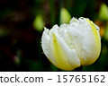 Tulip 15765162