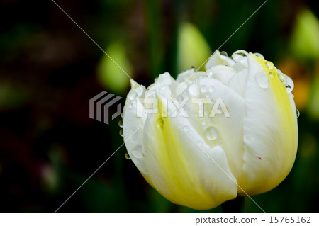 Tulip Tulip 15765162