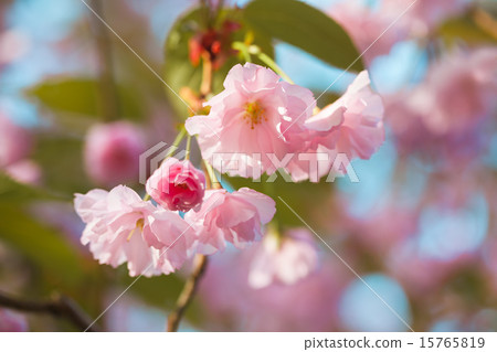 Sakura. beautiful cherry blossom in springtime 15765819