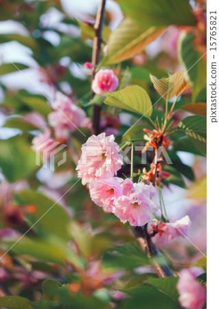 Beautiful pink cherry blossom flower at full bloom. Sakura 15765821