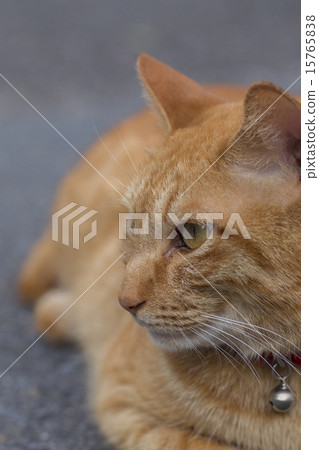 Cat  15765838