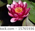 Water lily water lily 15765936