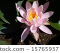 Water lily water lily 15765937