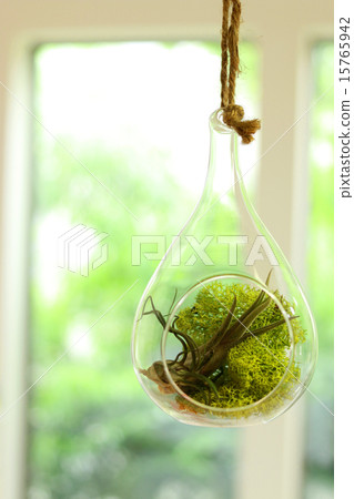 空氣植物 15765942