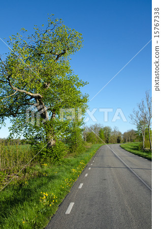 Vibrant country road Vibrant country road 15767338