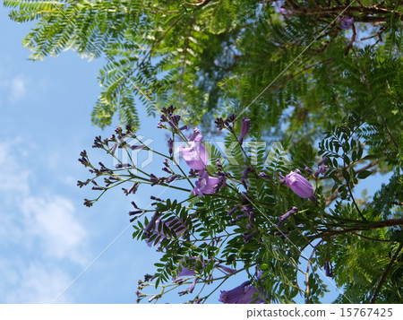 Jacaranda of Sicily Jacaranda of Sicily 15767425