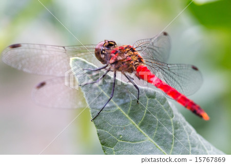 Natsuakane Natsuakane 15767869