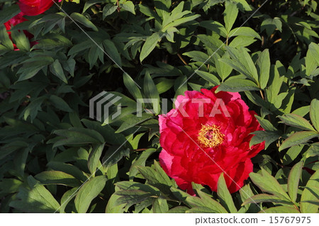 紅牡丹 紅牡丹 15767975