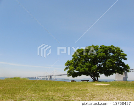瀨戶大橋 15768437