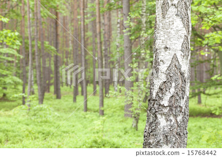 Birch in a forest. Birch in a forest. 15768442