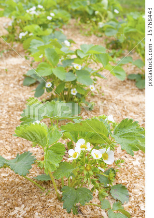 Strawberry cultivation on sawdust. Strawberry cultivation on sawdust. 15768443