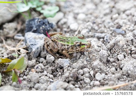 Male of Tonosa frog 15768578