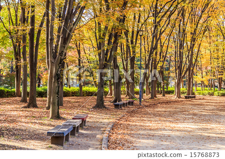 Yellow leaves 15768873