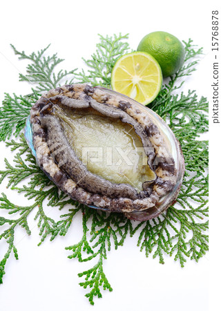 Abalone 15768878
